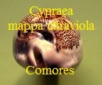 Cypraea mappa ultraviola Comores